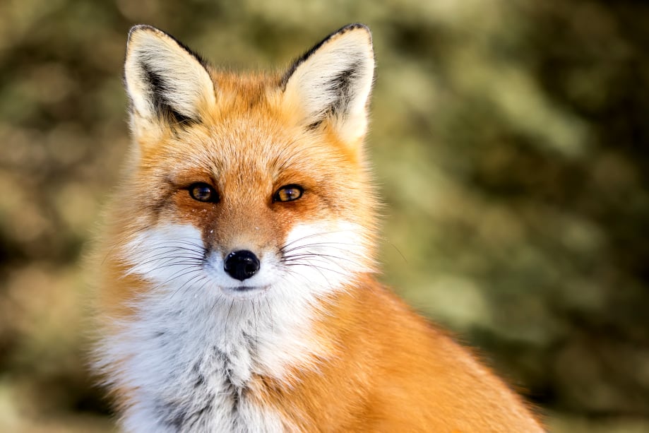 Foxy Eyes